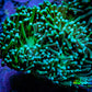 Torch Coral 6cm WYSIWYG C2R1B1 Torch Coral 6cm WYSIWYG C2R1B1 LPS Torch Coral 6cm WYSIWYG C2R1B1 Zeo Box Reef