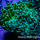 Torch Coral 6cm WYSIWYG C2R1B1 Torch Coral 6cm WYSIWYG C2R1B1 LPS Torch Coral 6cm WYSIWYG C2R1B1 Zeo Box Reef