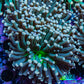 Torch Coral 6cm WYSIWYG C4R1B1 Torch Coral 6cm WYSIWYG C4R1B1 LPS Torch Coral 6cm WYSIWYG C4R1B1 Zeo Box Reef