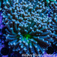Torch Coral 6cm WYSIWYG C4R1B1 Torch Coral 6cm WYSIWYG C4R1B1 LPS Torch Coral 6cm WYSIWYG C4R1B1 Zeo Box Reef