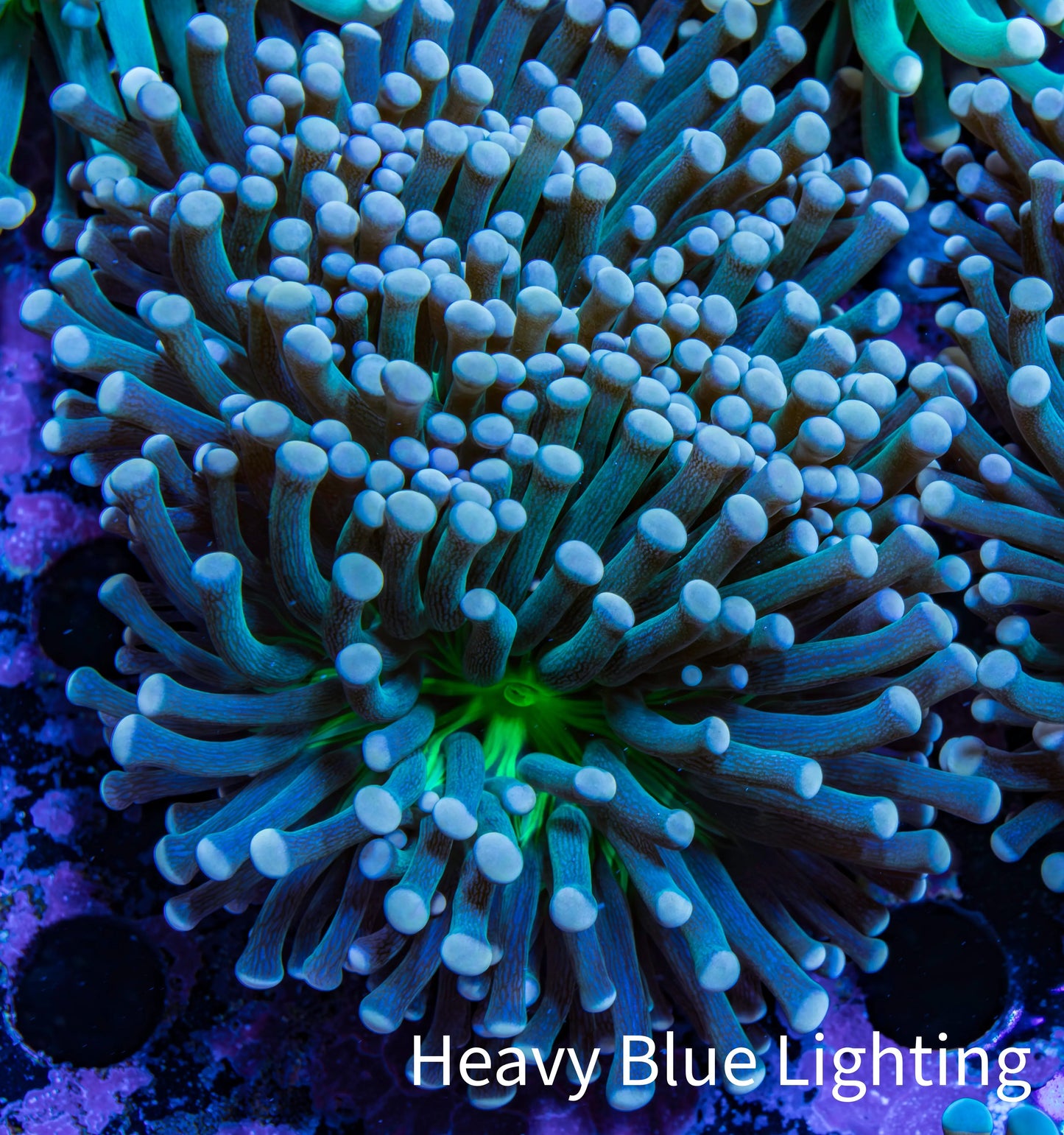 Torch Coral 6cm WYSIWYG C4R1B1 Torch Coral 6cm WYSIWYG C4R1B1 LPS Torch Coral 6cm WYSIWYG C4R1B1 Zeo Box Reef