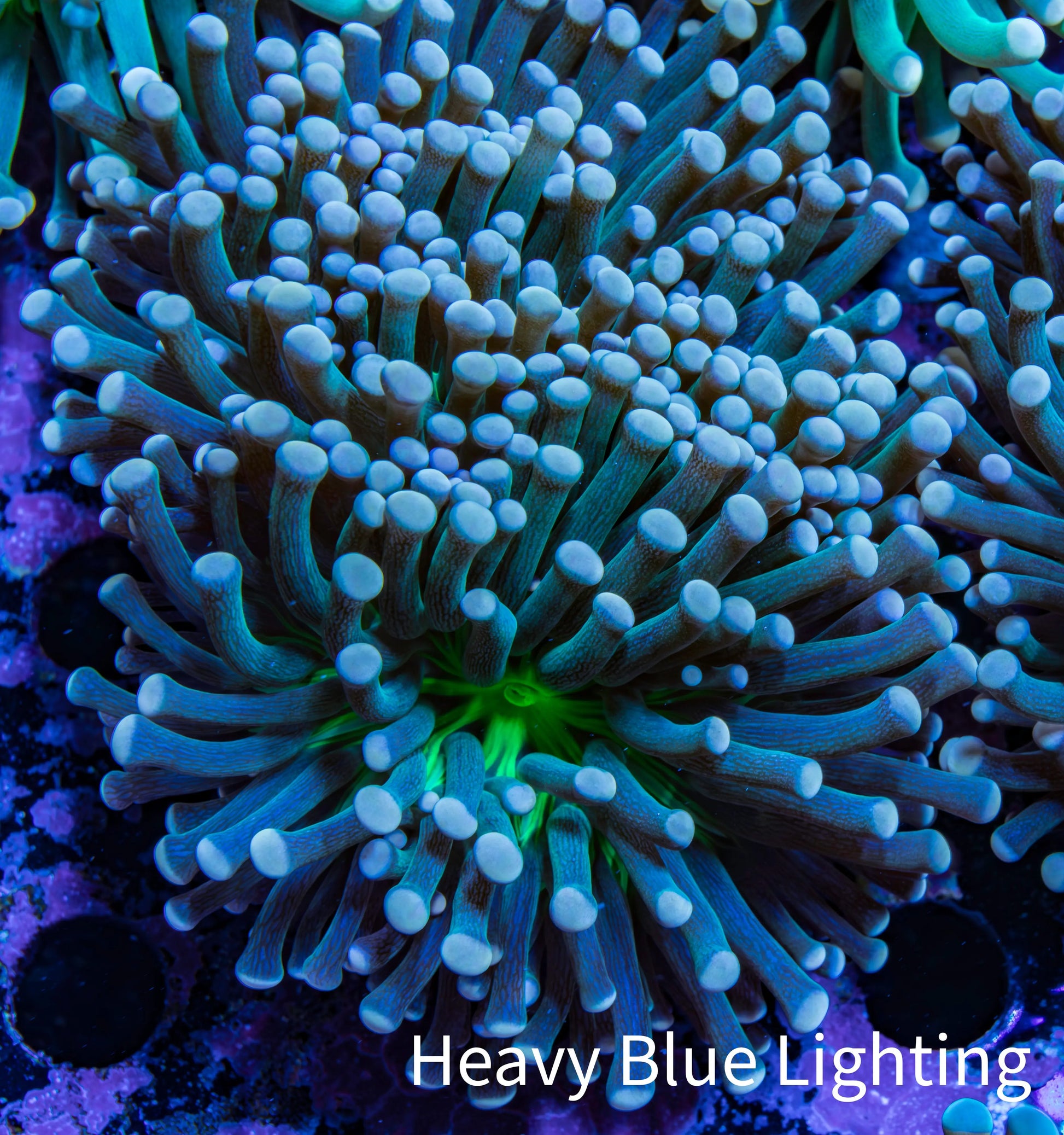 Torch Coral 6cm WYSIWYG C4R1B1 Torch Coral 6cm WYSIWYG C4R1B1 LPS Torch Coral 6cm WYSIWYG C4R1B1 Zeo Box Reef