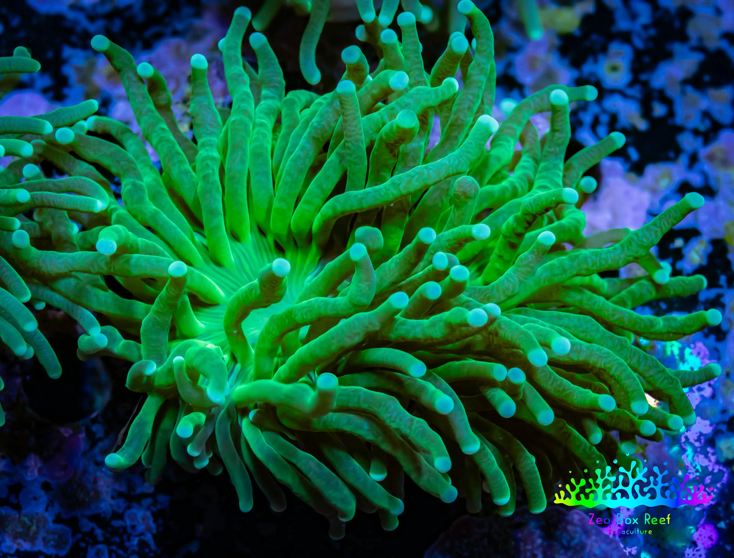 Torch Coral 6cm WYSIWYG C4R2B1 Torch Coral 6cm WYSIWYG C4R2B1 LPS Torch Coral 6cm WYSIWYG C4R2B1 Zeo Box Reef