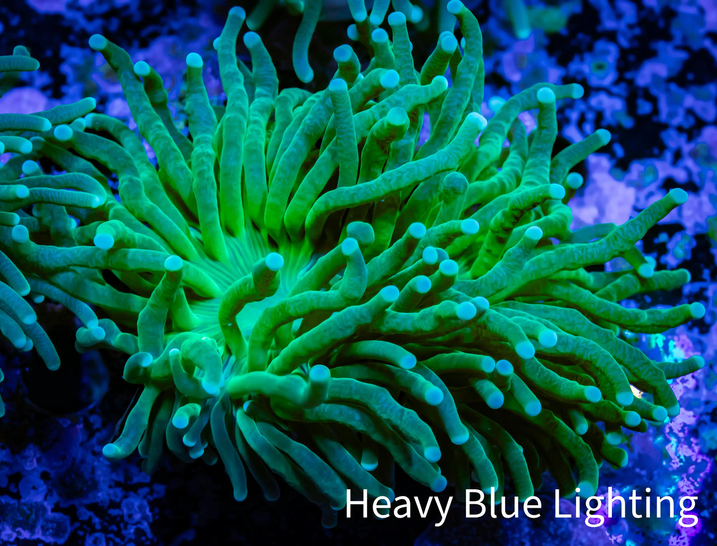 Torch Coral 6cm WYSIWYG C4R2B1 Torch Coral 6cm WYSIWYG C4R2B1 LPS Torch Coral 6cm WYSIWYG C4R2B1 Zeo Box Reef