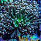 Torch Coral 6cm WYSIWYG C5R1B1 Torch Coral 6cm WYSIWYG C5R1B1 LPS Torch Coral 6cm WYSIWYG C5R1B1 Zeo Box Reef