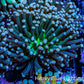 Torch Coral 6cm WYSIWYG C5R1B1 Torch Coral 6cm WYSIWYG C5R1B1 LPS Torch Coral 6cm WYSIWYG C5R1B1 Zeo Box Reef