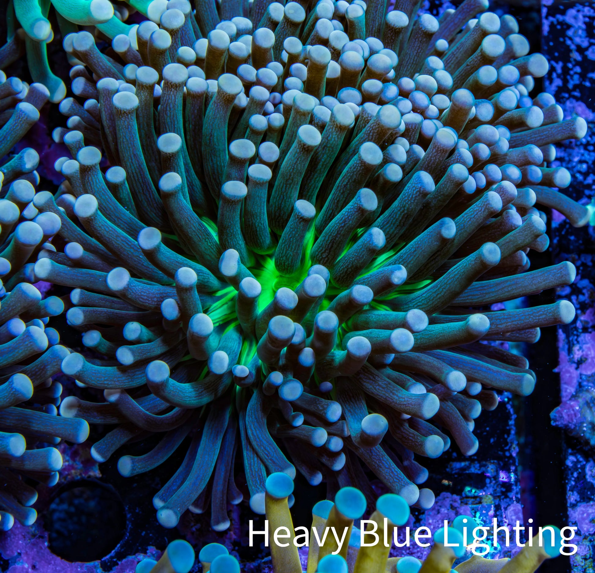 Torch Coral 6cm WYSIWYG C5R1B1 Torch Coral 6cm WYSIWYG C5R1B1 LPS Torch Coral 6cm WYSIWYG C5R1B1 Zeo Box Reef