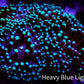 Torch Coral 6cm WYSIWYG D2R1B1 Torch Coral 6cm WYSIWYG D2R1B1 LPS Torch Coral 6cm WYSIWYG D2R1B1 Zeo Box Reef