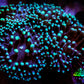 Torch Coral 6cm WYSIWYG D2R1B1 Torch Coral 6cm WYSIWYG D2R1B1 LPS Torch Coral 6cm WYSIWYG D2R1B1 Zeo Box Reef