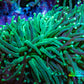 Torch Coral 6cm WYSIWYG D3R1B1 Torch Coral 6cm WYSIWYG D3R1B1 LPS Torch Coral 6cm WYSIWYG D3R1B1 Zeo Box Reef
