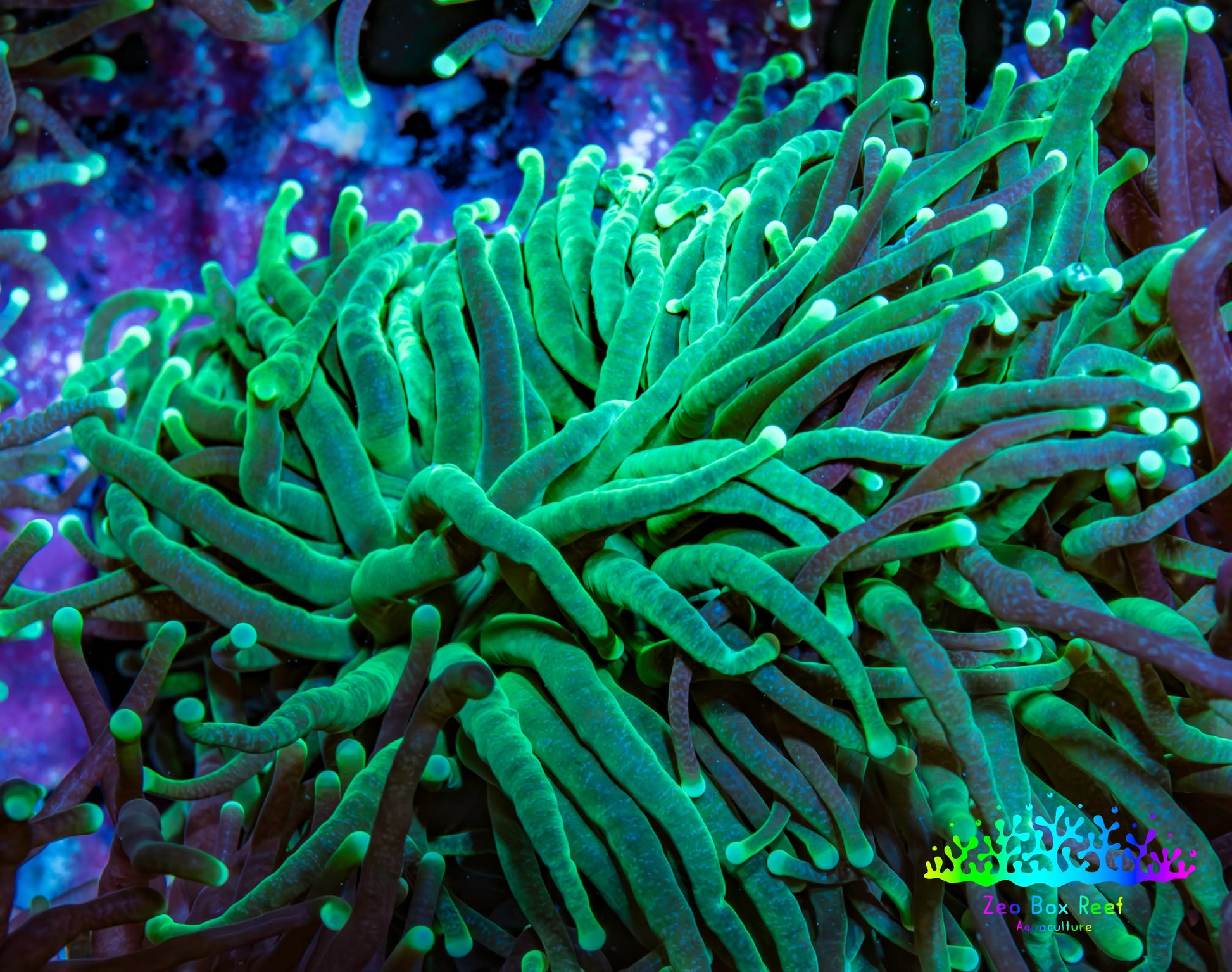 Torch Coral 6cm WYSIWYG D3R1B1 Torch Coral 6cm WYSIWYG D3R1B1 LPS Torch Coral 6cm WYSIWYG D3R1B1 Zeo Box Reef