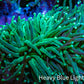 Torch Coral 6cm WYSIWYG D3R1B1 Torch Coral 6cm WYSIWYG D3R1B1 LPS Torch Coral 6cm WYSIWYG D3R1B1 Zeo Box Reef