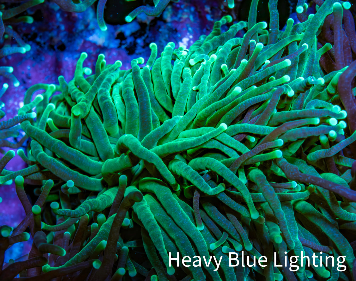 Torch Coral 6cm WYSIWYG D3R1B1 Torch Coral 6cm WYSIWYG D3R1B1 LPS Torch Coral 6cm WYSIWYG D3R1B1 Zeo Box Reef