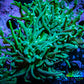 Torch Coral - 6cm WYSIWYG D5R1B1 Torch Coral - 6cm WYSIWYG D5R1B1 LPS Torch Coral - 6cm WYSIWYG D5R1B1 Zeo Box Reef