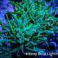 Torch Coral - 6cm WYSIWYG D5R1B1 Torch Coral - 6cm WYSIWYG D5R1B1 LPS Torch Coral - 6cm WYSIWYG D5R1B1 Zeo Box Reef
