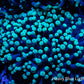 Torch Coral 6cm WYSIWYG Torch Coral 6cm WYSIWYG LPS Torch Coral 6cm WYSIWYG Zeo Box Reef