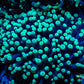 Torch Coral 6cm WYSIWYG Torch Coral 6cm WYSIWYG LPS Torch Coral 6cm WYSIWYG Zeo Box Reef