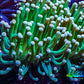 Torch Coral 7cm WYSIWYG B2R1B1 Torch Coral 7cm WYSIWYG B2R1B1 LPS Torch Coral 7cm WYSIWYG B2R1B1 Zeo Box Reef