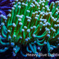 Torch Coral 7cm WYSIWYG B2R1B1 Torch Coral 7cm WYSIWYG B2R1B1 LPS Torch Coral 7cm WYSIWYG B2R1B1 Zeo Box Reef
