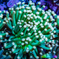 Torch Coral 7cm WYSIWYG B3R1B1 Torch Coral 7cm WYSIWYG B3R1B1 LPS Torch Coral 7cm WYSIWYG B3R1B1 Zeo Box Reef