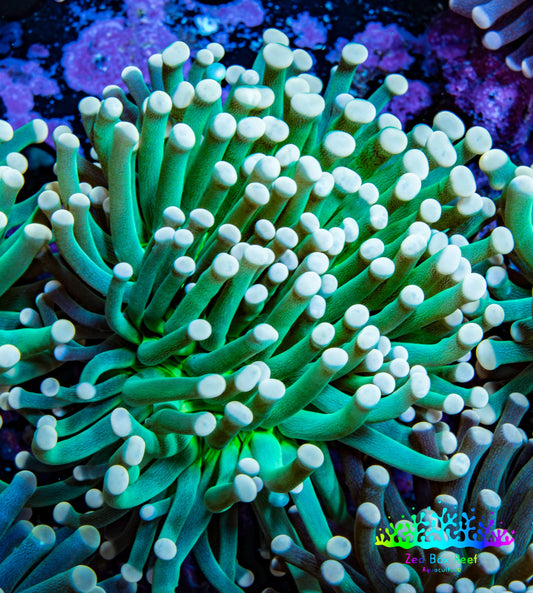 Torch Coral 7cm WYSIWYG B3R1B1 Torch Coral 7cm WYSIWYG B3R1B1 LPS Torch Coral 7cm WYSIWYG B3R1B1 Zeo Box Reef