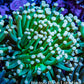 Torch Coral 7cm WYSIWYG B3R1B1 Torch Coral 7cm WYSIWYG B3R1B1 LPS Torch Coral 7cm WYSIWYG B3R1B1 Zeo Box Reef