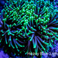 Torch Coral 8cm  WYSIWYG A1R1B1 Torch Coral 8cm  WYSIWYG A1R1B1 LPS Torch Coral 8cm  WYSIWYG A1R1B1 Zeo Box Reef