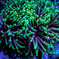 Torch Coral 8cm  WYSIWYG A1R1B1 Torch Coral 8cm  WYSIWYG A1R1B1 LPS Torch Coral 8cm  WYSIWYG A1R1B1 Zeo Box Reef