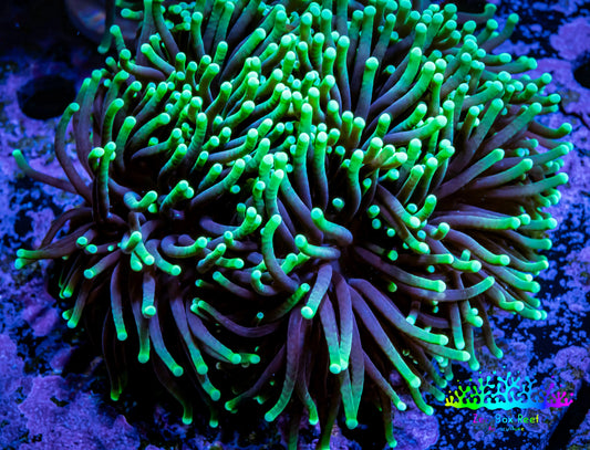 Torch Coral 8cm  WYSIWYG A1R1B1 Torch Coral 8cm  WYSIWYG A1R1B1 LPS Torch Coral 8cm  WYSIWYG A1R1B1 Zeo Box Reef