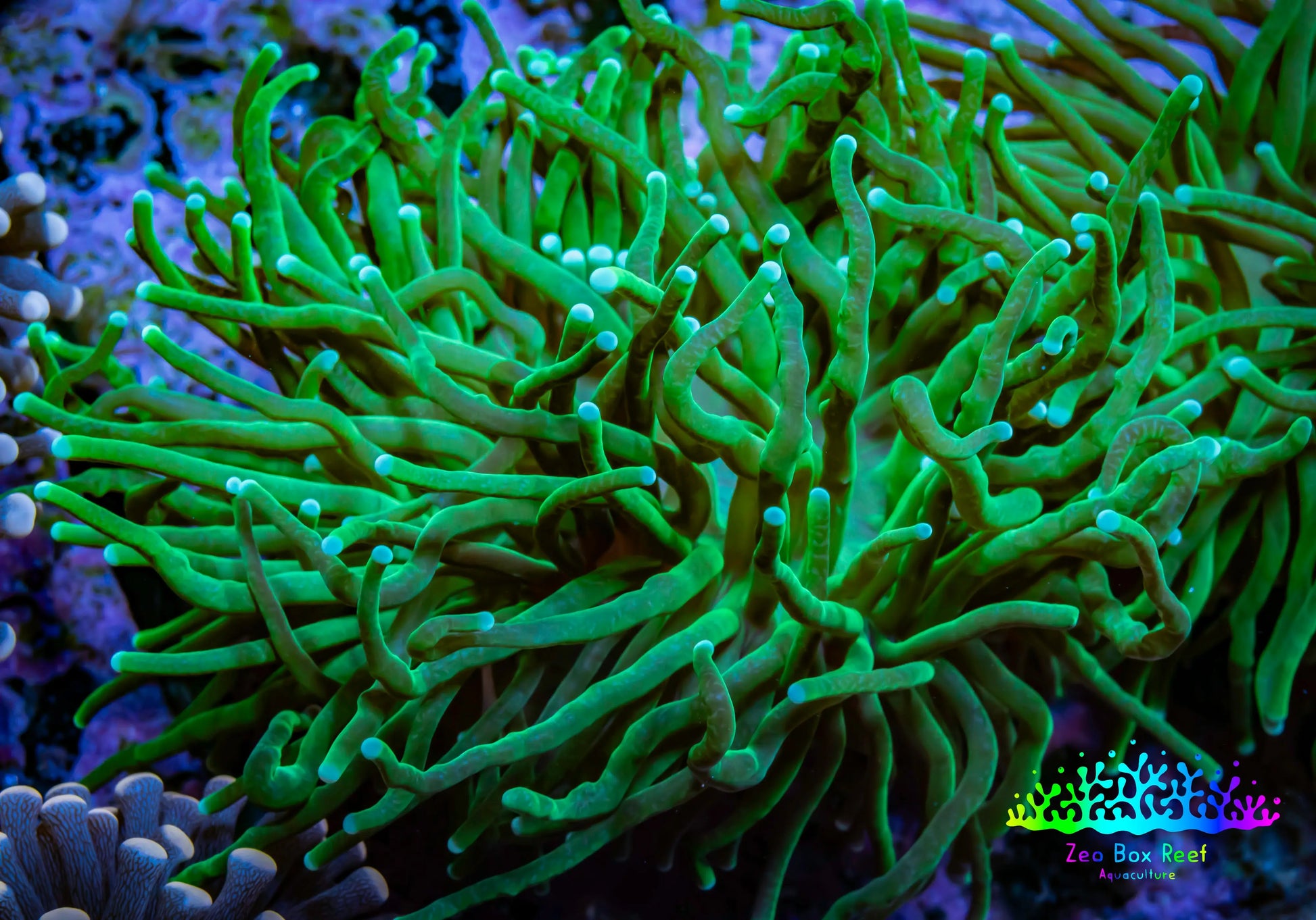 Torch Coral 8cm  WYSIWYG A1R2B1 Torch Coral 8cm  WYSIWYG A1R2B1 LPS Torch Coral 8cm  WYSIWYG A1R2B1 Zeo Box Reef