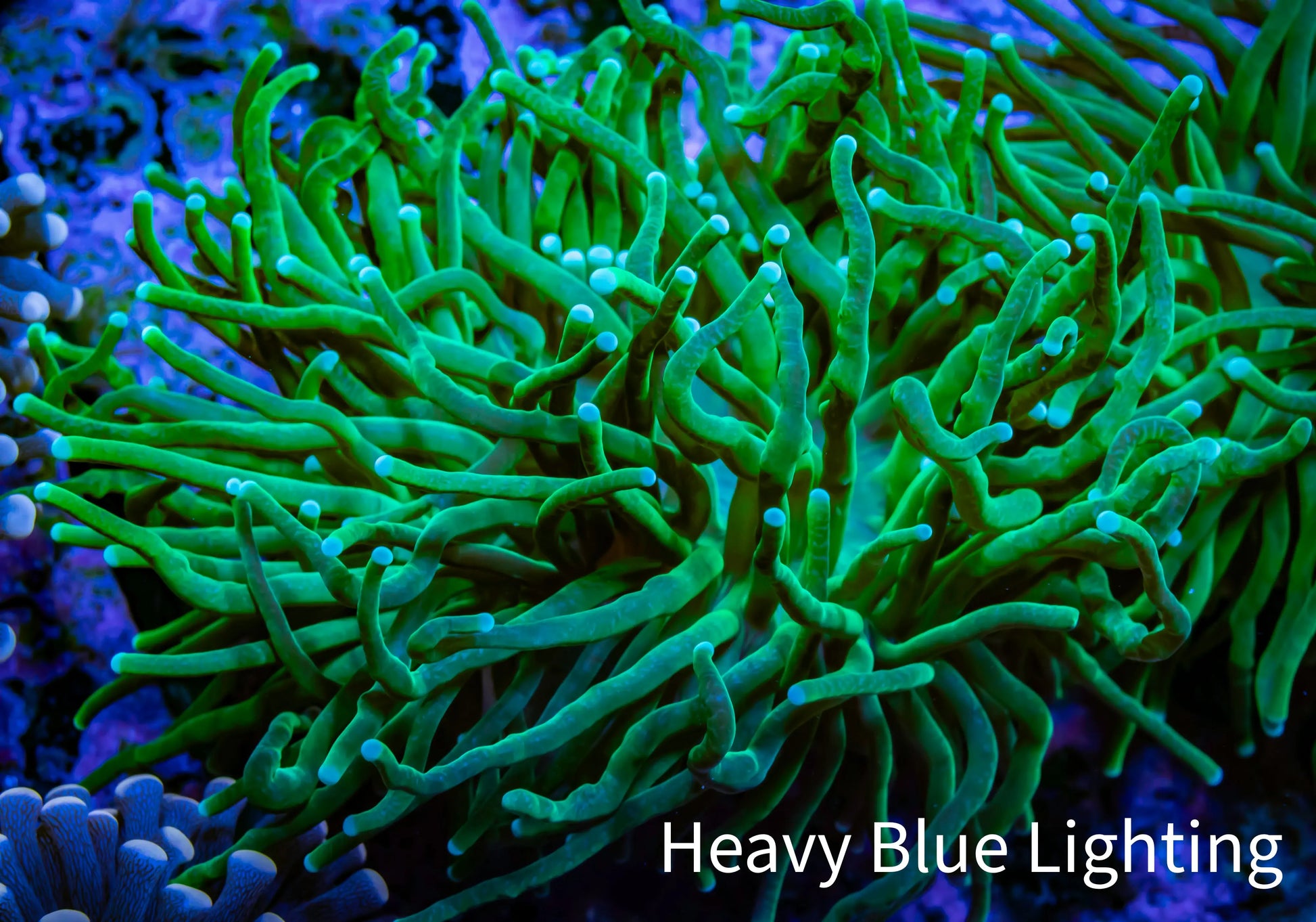 Torch Coral 8cm  WYSIWYG A1R2B1 Torch Coral 8cm  WYSIWYG A1R2B1 LPS Torch Coral 8cm  WYSIWYG A1R2B1 Zeo Box Reef