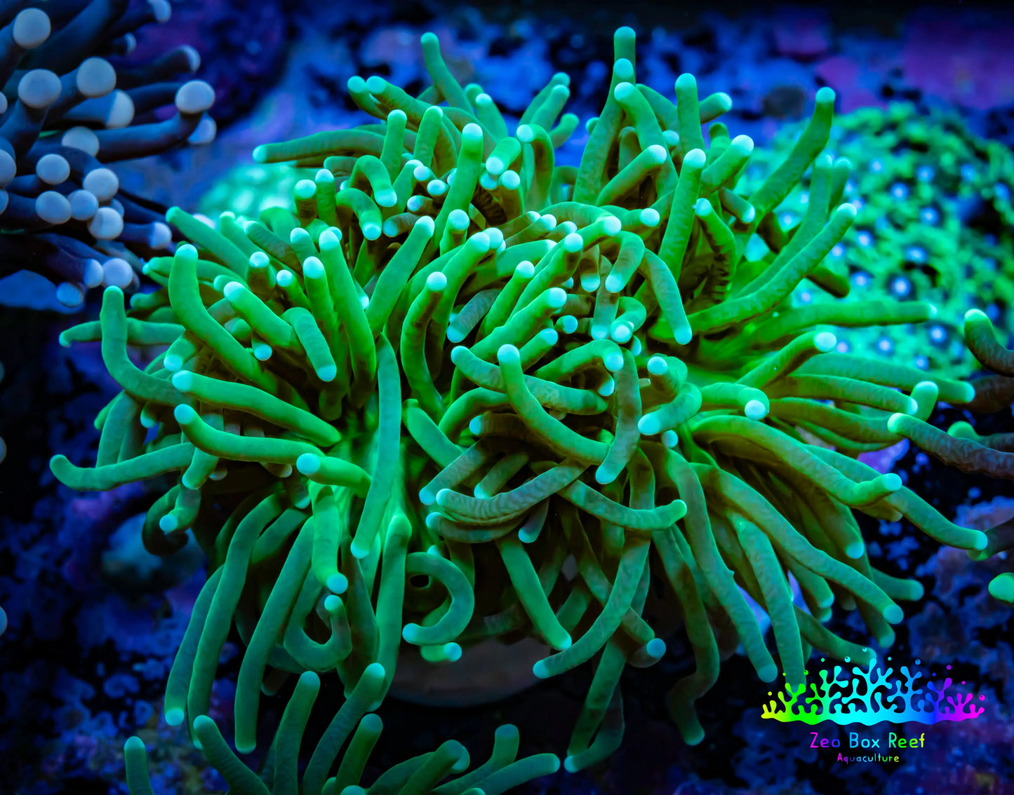 Torch Coral 8cm WYSIWYG A2R2B1 Torch Coral 8cm WYSIWYG A2R2B1 LPS Torch Coral 8cm WYSIWYG A2R2B1 Zeo Box Reef