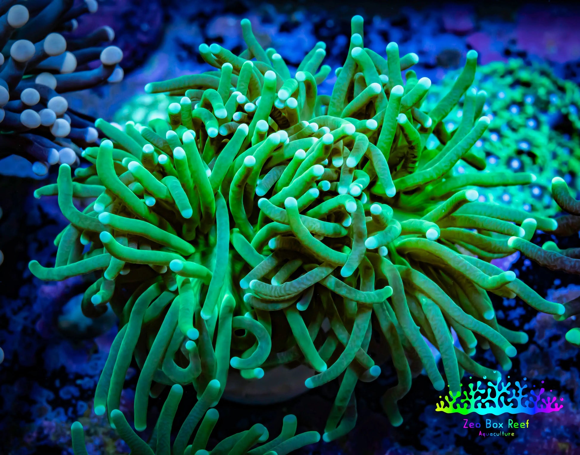 Torch Coral 8cm WYSIWYG A2R2B1 Torch Coral 8cm WYSIWYG A2R2B1 LPS Torch Coral 8cm WYSIWYG A2R2B1 Zeo Box Reef