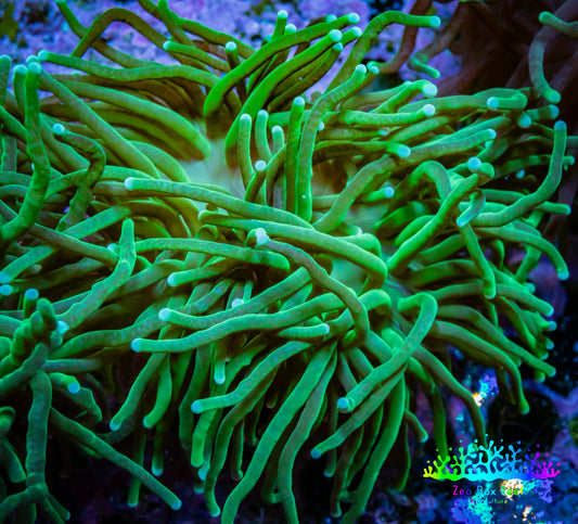 Torch Coral 8cm  WYSIWYG A2R2B1 Torch Coral 8cm  WYSIWYG A2R2B1 LPS Torch Coral 8cm  WYSIWYG A2R2B1 Zeo Box Reef