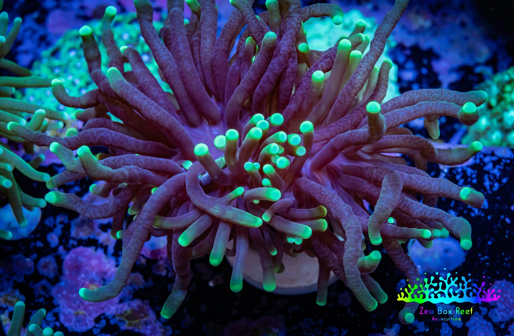 Torch Coral 8cm WYSIWYG A3R2B1 Torch Coral 8cm WYSIWYG A3R2B1 LPS Torch Coral 8cm WYSIWYG A3R2B1 Zeo Box Reef