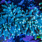 Torch Coral 8cm WYSIWYG C1R1B1 Torch Coral 8cm WYSIWYG C1R1B1 LPS Torch Coral 8cm WYSIWYG C1R1B1 Zeo Box Reef
