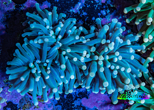 Torch Coral 8cm WYSIWYG C1R1B1 Torch Coral 8cm WYSIWYG C1R1B1 LPS Torch Coral 8cm WYSIWYG C1R1B1 Zeo Box Reef