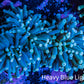 Torch Coral 8cm WYSIWYG C1R1B1 Torch Coral 8cm WYSIWYG C1R1B1 LPS Torch Coral 8cm WYSIWYG C1R1B1 Zeo Box Reef
