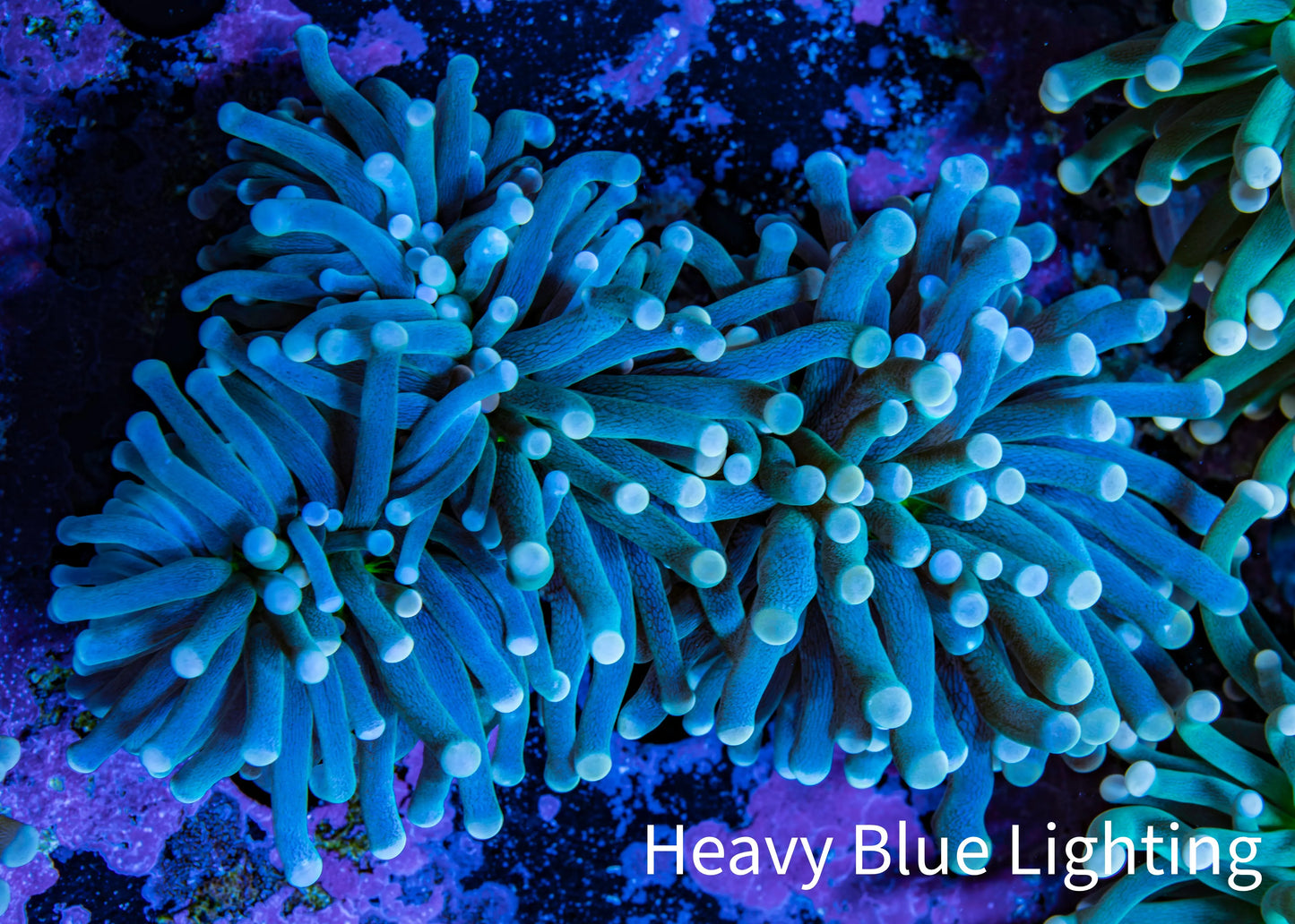 Torch Coral 8cm WYSIWYG C1R1B1 Torch Coral 8cm WYSIWYG C1R1B1 LPS Torch Coral 8cm WYSIWYG C1R1B1 Zeo Box Reef