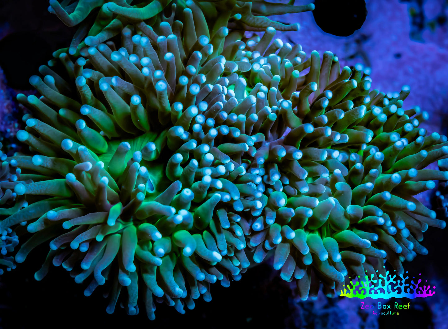 Torch Coral 8cm WYSIWYG Torch Coral 8cm WYSIWYG LPS Torch Coral 8cm WYSIWYG Zeo Box Reef