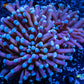 Torch Coral 9cm WYSIWYG Torch Coral 9cm WYSIWYG LPS Torch Coral 9cm WYSIWYG Zeo Box Reef