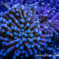 Torch Coral 9cm WYSIWYG Torch Coral 9cm WYSIWYG LPS Torch Coral 9cm WYSIWYG Zeo Box Reef