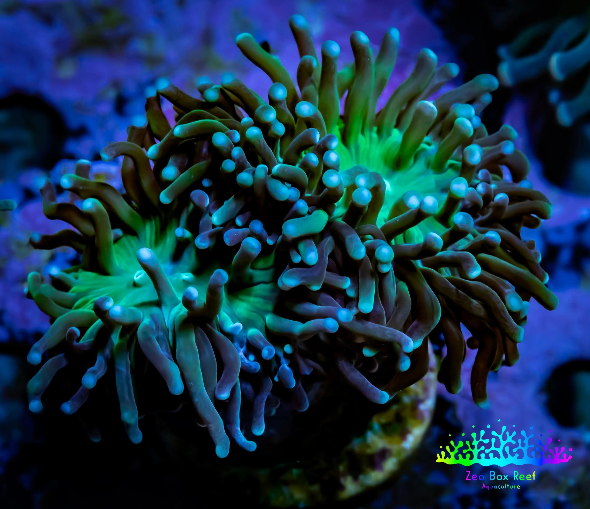 Torch Coral - Blue Tip Green Base  6cm WYSIWYG Torch Coral - Blue Tip Green Base  6cm WYSIWYG LPS Torch Coral - Blue Tip Green Base  6cm WYSIWYG Zeo Box Reef