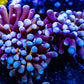 Torch Coral  - Gold Bar  5cm WYSIWYG Torch Coral  - Gold Bar  5cm WYSIWYG LPS Torch Coral  - Gold Bar  5cm WYSIWYG Zeo Box Reef