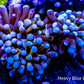 Torch Coral  - Gold Bar  5cm WYSIWYG Torch Coral  - Gold Bar  5cm WYSIWYG LPS Torch Coral  - Gold Bar  5cm WYSIWYG Zeo Box Reef