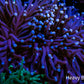 Torch Coral  - Pink Tip  6cm Torch Coral  - Pink Tip  6cm LPS Torch Coral  - Pink Tip  6cm Zeo Box Reef