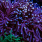 Torch Coral  - Pink Tip  6cm Torch Coral  - Pink Tip  6cm LPS Torch Coral  - Pink Tip  6cm Zeo Box Reef