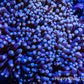 Torch Coral  - Pink Tip WYSIWYG Torch Coral  - Pink Tip WYSIWYG LPS Torch Coral  - Pink Tip WYSIWYG Zeo Box Reef