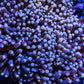 Torch Coral  - Pink Tip WYSIWYG Torch Coral  - Pink Tip WYSIWYG LPS Torch Coral  - Pink Tip WYSIWYG Zeo Box Reef