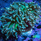 Torch Coral WYSIWYG 6cm D1R1B1 Torch Coral WYSIWYG 6cm D1R1B1 LPS Torch Coral WYSIWYG 6cm D1R1B1 Zeo Box Reef
